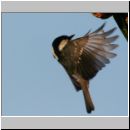 Parus ater - Tannenmeise 01.jpg